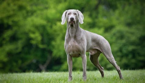 Weimaraner: carattere, alimentazione, addestramento .